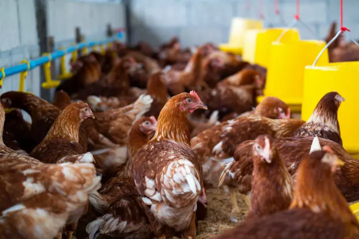 Brown Chickens on a Farm - Halal Brazilian Frozen Chicken Production